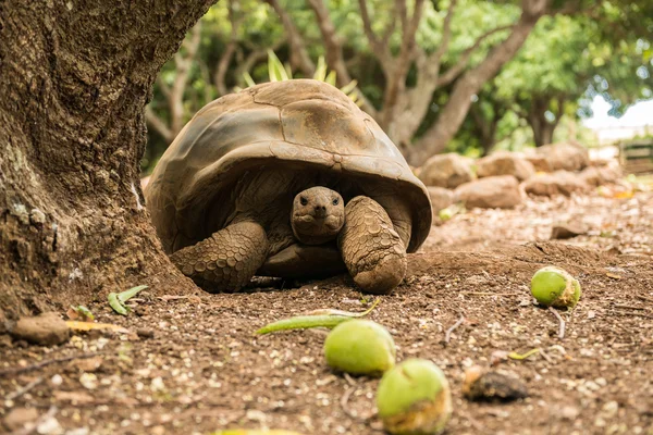 Mauritius kaplumbağa dinlenme. Kaplumbağa yürüyüşler Mauritius