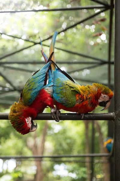 A Casela park papagáj — Stock Fotó
