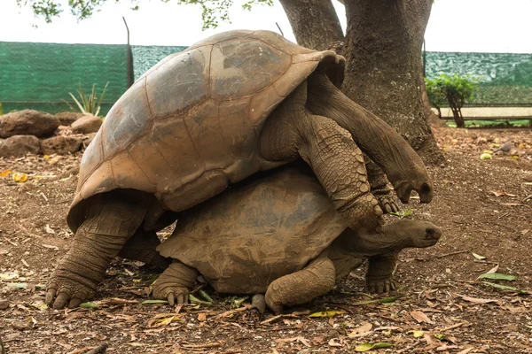 Aşk oyunları kaplumbağalar Mauritius