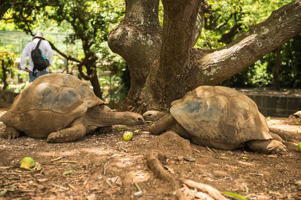 在毛里求斯的龟休息。乌龟走在毛里求斯 — 图库照片