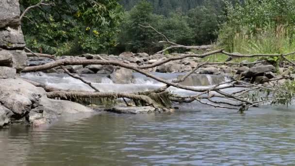 Une rivière coule sur les rochers dans cette belle scène des Carpates en été — Video