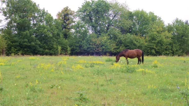 Hermoso caballo en el pasto. — Vídeo de stock