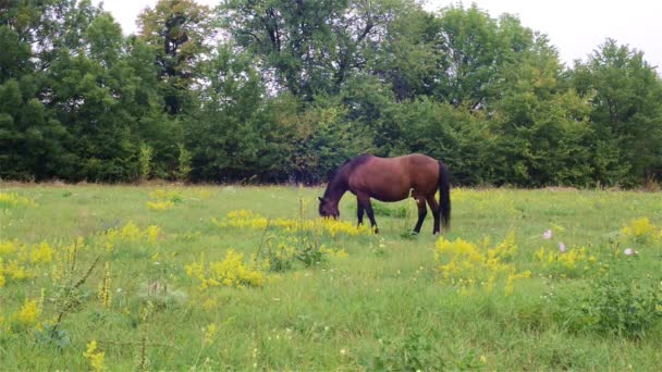 Schönes Pferd auf der Weide. — Stockvideo