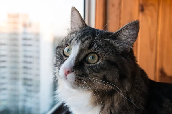 Kočka se dívá z okna. Krásná kočka sedí na parapetu a při pohledu do okna — Stock fotografie