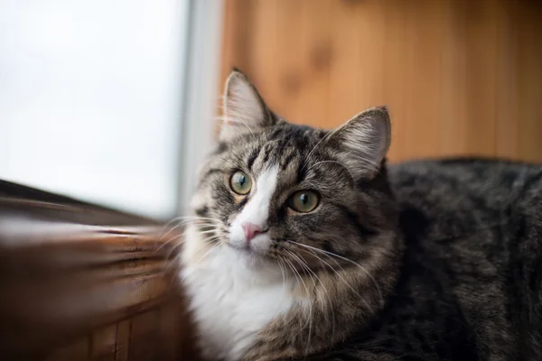 Кот сидит на подоконнике. Кот сидит на домашнем окне в солнечный день. Кошка отдыхает на подоконнике — стоковое фото