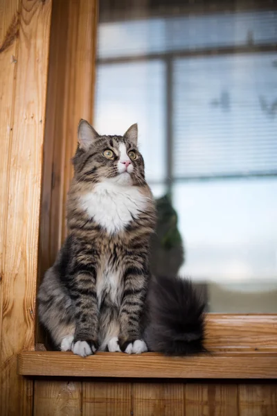 Chat est assis sur le rebord de la fenêtre. Chat assis sur la fenêtre de la maison par temps ensoleillé. Chat relaxant sur le rebord de la fenêtre — Photo