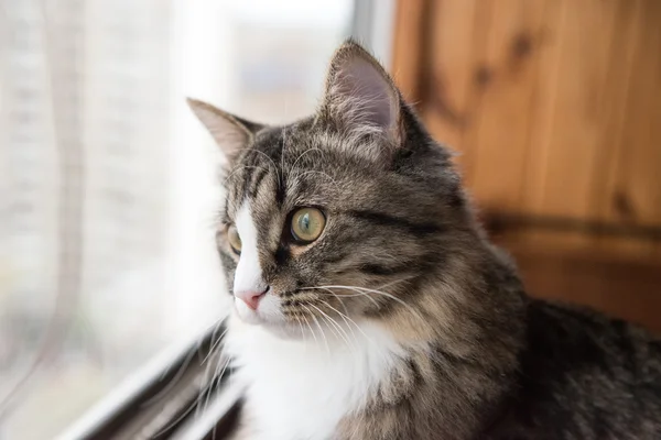 Кошка смотрит в окно. Красивая кошка сидит на подоконнике и смотрит в окно — стоковое фото
