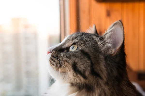 Chat regarde par la fenêtre. Beau chat assis sur un rebord de fenêtre et regardant vers la fenêtre — Photo