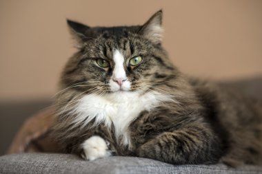 Maine Coon koltukta dinleniyor. kedi kanepede yalan. Kedi kanepede rahatlatıcı