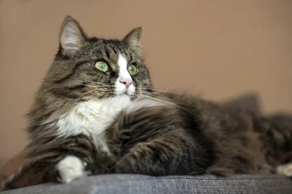 Maine Coon se repose sur le canapé. chat couché sur le canapé. Chat relaxant sur le canapé — Photo