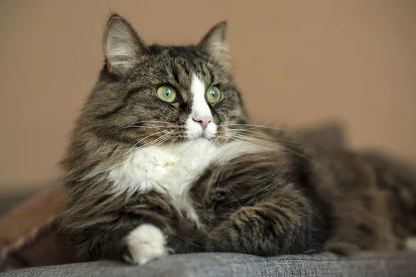 Maine Coon koltukta dinleniyor. kedi kanepede yalan. Kedi kanepede rahatlatıcı