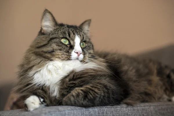 Maine Coon se repose sur le canapé. chat couché sur le canapé. Chat relaxant sur le canapé — Photo