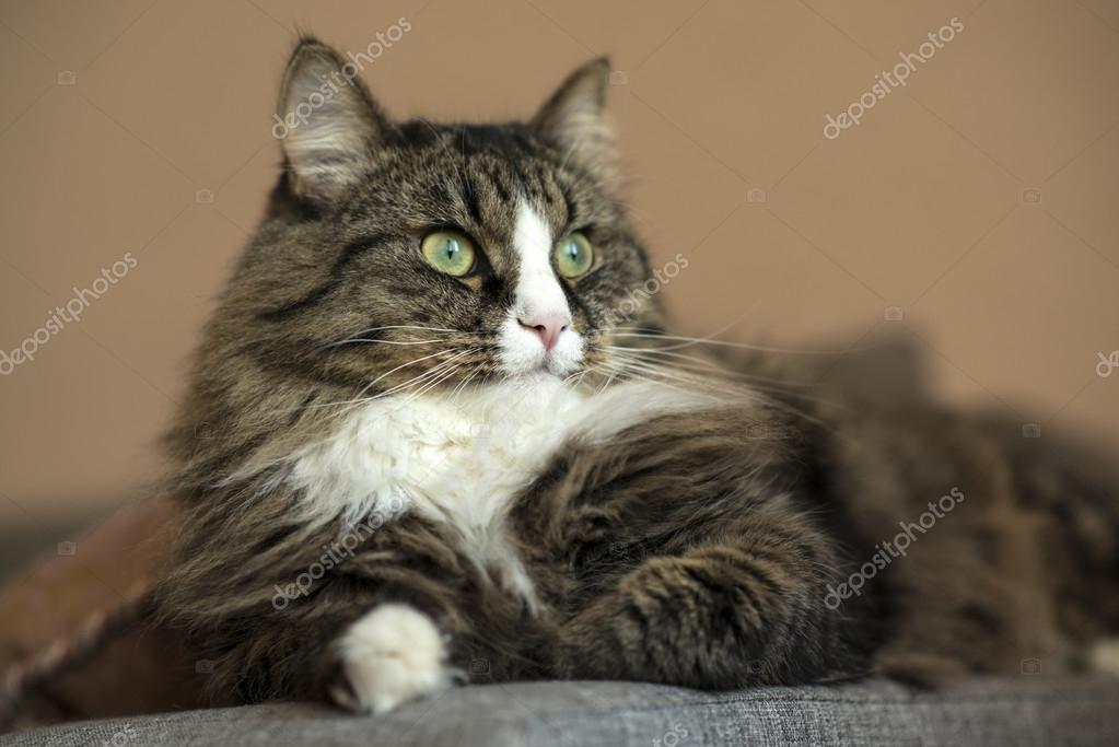 Maine Coon Jest Odpoczynku Na Kanapie Kot Leży Na Kanapie Kot
