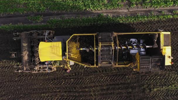 畑の空中展望台で収穫したシュガービート — ストック動画
