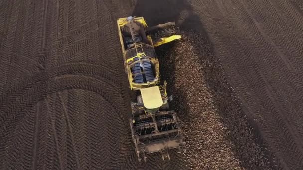 Récolteuse décharge une betterave de sucre du camion sur le terrain vue aérienne. — Video