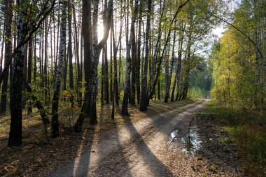Büyülü yansıma gölgesi ile güzel sonbahar ormanı manzarası