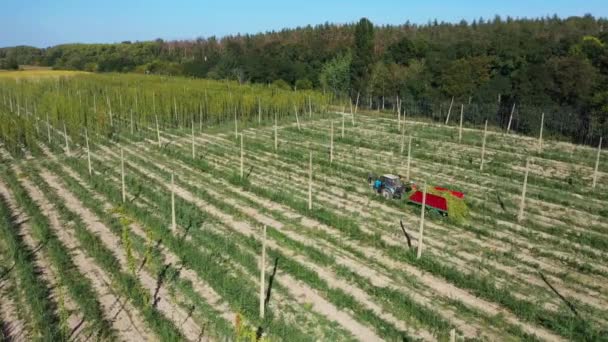 Workers harvest hops in the field aerial view. — Stock Video