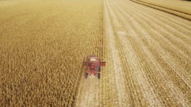 Sonbahar havası manzarasında mısır hasadını birleştirmek.