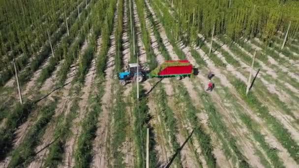 Les travailleurs récoltent le houblon sur le terrain vue aérienne. — Video