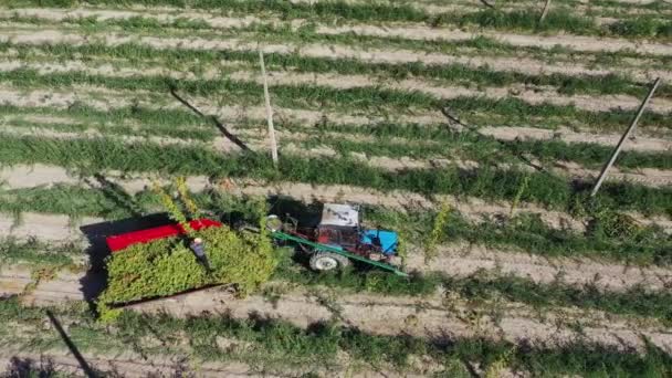 Werknemers oogsten hop in het veld vanuit de lucht. — Stockvideo