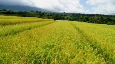 Pilav Teraslarında Bulutlu Gün hava manzarasında yürüyün.
