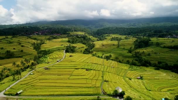 The Jatiluwih Rice Terraces in Bali aerial view. — Stock Video