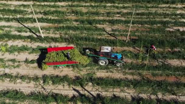 Workers harvest hops in a tractor aerial view. — Stock Video