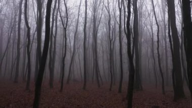 Korkunç Sis Ormanı 'nda ilk şahıs hava manzaralı yürüyüş