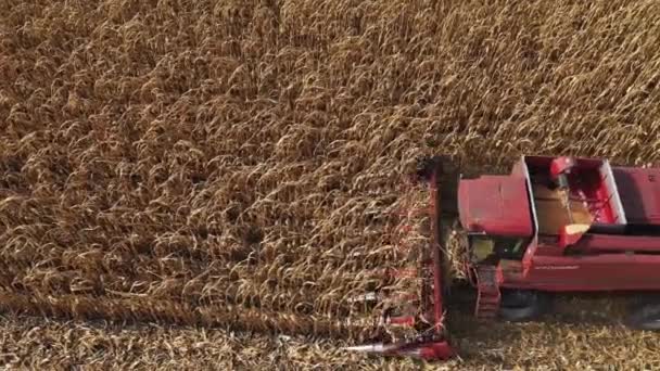 Combine harvesting corn aerial top view close-up — Stock Video