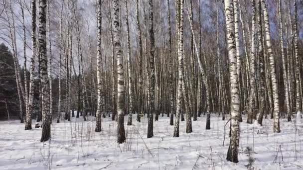 Camine en un bosque de abedules en el bosque en el invierno. Vista aérea en primera persona. — Vídeos de Stock