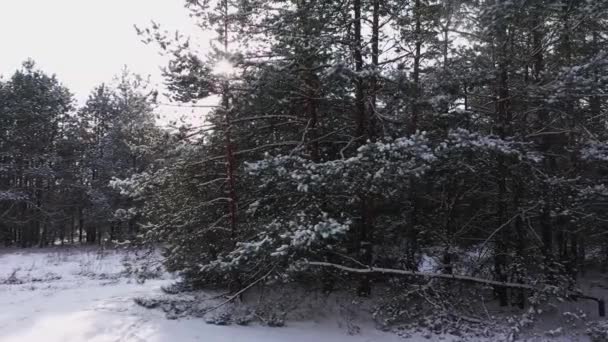 Panorama av vinter natur landskap vid soluppgången. Jul bakgrund antenn vy. — Stockvideo