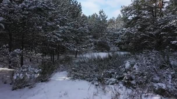 Caminar en el bosque de pinos en el invierno. Vista aérea en primera persona — Vídeos de Stock