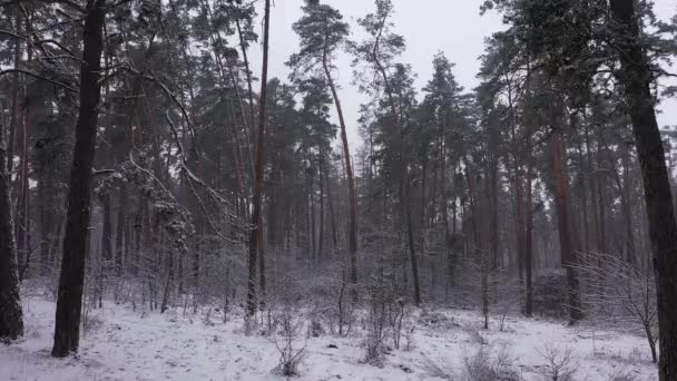 雪地鸟瞰冬季公园. — 图库视频影像