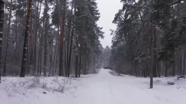 冬季景观-雪地与树木的空中景观. — 图库视频影像