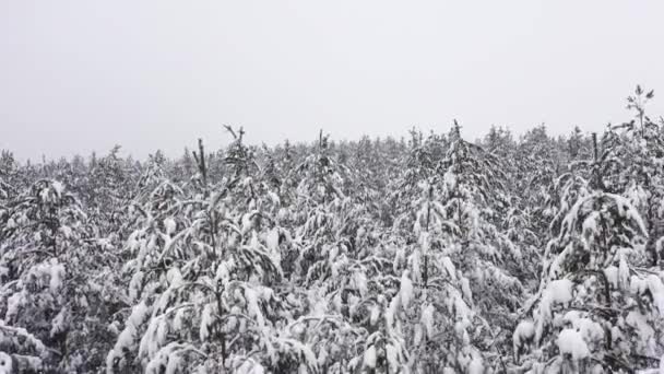 Il paesaggio invernale campo forestale vista aerea. — Video Stock