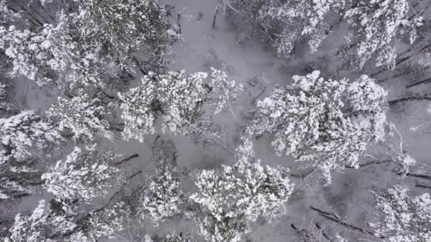 La foresta nel periodo invernale vista aerea dall'alto. — Video Stock