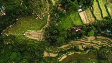 Bali Adası 'nda Güzel Pirinç Terasları.
