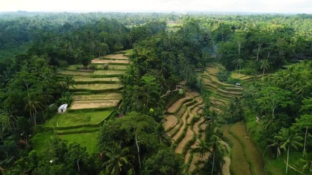 Beautiful Rice Terraces on the Bali Island — Stock Video