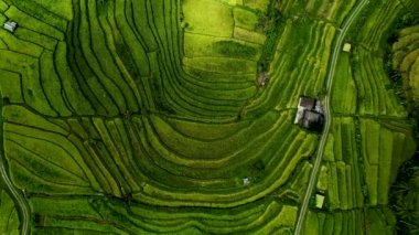 Bali 'de Jatiluwih Pirinç Terasları.