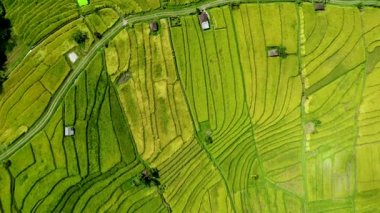 Asya 'daki pirinç tarlası. Üst görünüm.