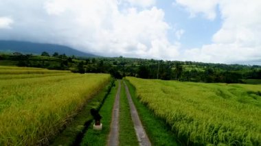 Bulutlu bir günde pirinç tarlalarında yürümek. İlk Kişi Görünümü.