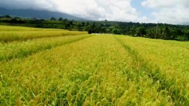 Pilav Teraslarında Bulutlu Gün hava manzarasında yürüyün.
