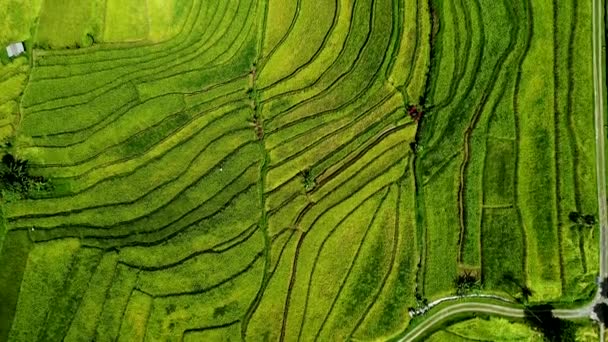 아시아의 쌀 밭. 위에서 본 풍경. — 비디오