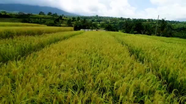 Bulutlu bir günde pirinç tarlalarında yürü — Stok video