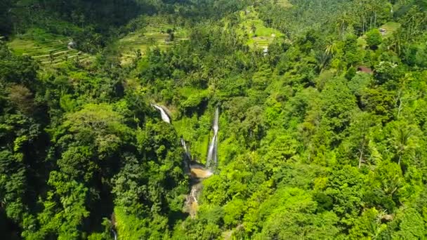 Мощный тропический водопад в зеленых тропических лесах. Водопад возле Райс-Филд. — стоковое видео