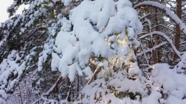 Kış ormanı güneşli gün havası manzaralı.