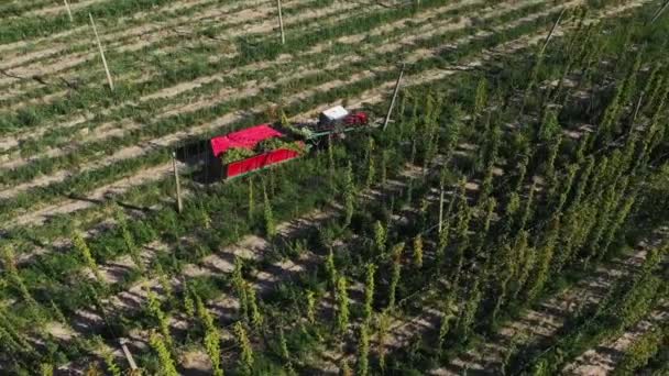 Szüretelő komló a területen, vörös traktor légi kilátással. — Stock videók