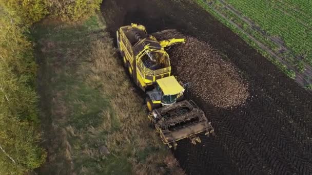 Récolteuse décharge une betterave de sucre du camion sur le terrain vue aérienne. — Video