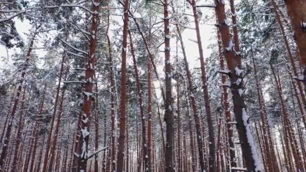 Zonsondergang in het bos tussen de bomen soorten in de winter periode luchtfoto. — Stockvideo