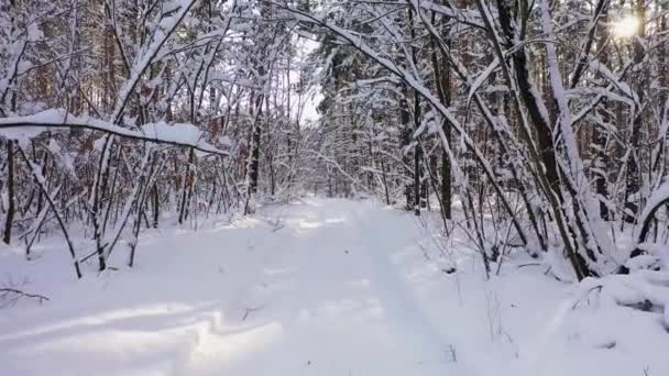 Träden täckta med snö på kyliga soliga dagen. Vacker vinter panorama antenn utsikt. — Stockvideo